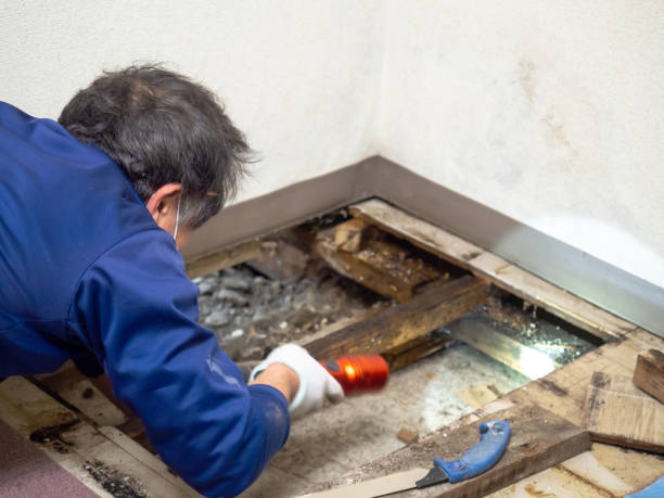 Attic Mold Removal in Winchester, NV