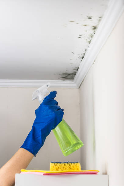 Best Commercial Mold Removal  in Winchester, NV